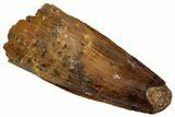 Juvenile Fossil Spinosaurus Tooth - Real Dinosaur Tooth #348705-1